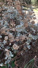 Helichrysum petiolare