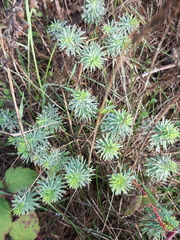 Euphorbia cyparissias