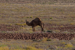 Camelus dromedarius