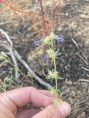 Ipomopsis multiflora