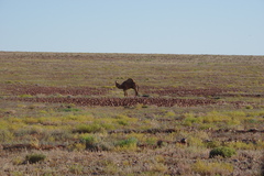 Camelus dromedarius