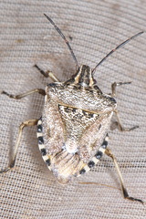 Codophila varia