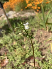 Nemesia affinis