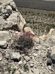 Hamatocactus hamatacanthus