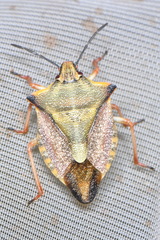 Carpocoris mediterraneus atlanticus