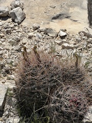 Hamatocactus hamatacanthus