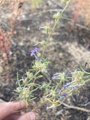 Ipomopsis multiflora