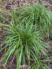 Carex digitata