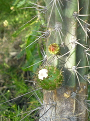 Corryocactus melanotrichus