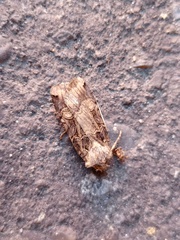 Opigena polygona