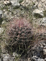 Hamatocactus hamatacanthus