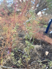 Ipomopsis multiflora