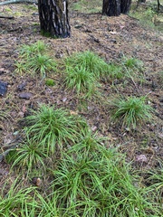 Carex digitata