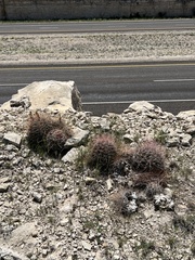 Hamatocactus hamatacanthus
