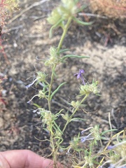 Ipomopsis multiflora