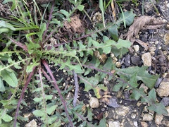 Taraxacum