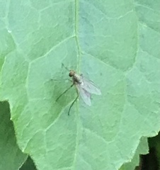 Empidoidea