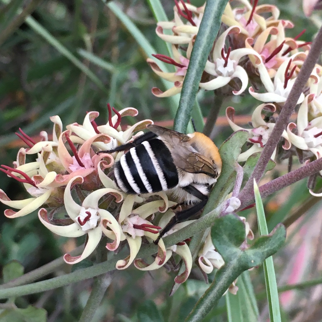 Caupolicana fulvicollis