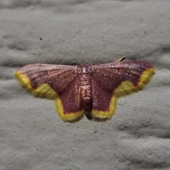 Lophosis labeculata