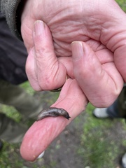 Tandonia budapestensis