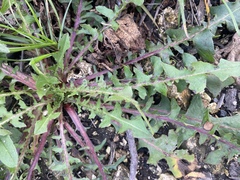 Taraxacum