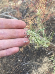 Ipomopsis multiflora
