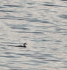 Gavia immer image