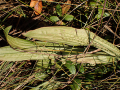 Plantago macrocarpa