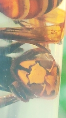 Vespa analis
