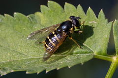 Sericomyia chalcopyga