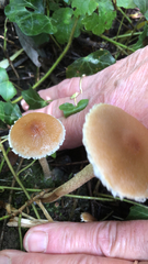 Cystoderma