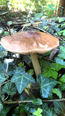 Pluteus cervinus