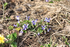 Viola ambigua