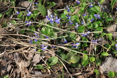 Viola ambigua