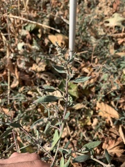 Chenopodium betaceum