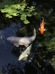 Cyprinus rubrofuscus
