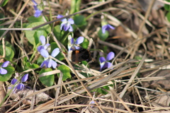 Viola ambigua