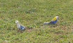 Platycercus adscitus