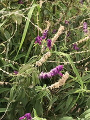 Salvia leucantha