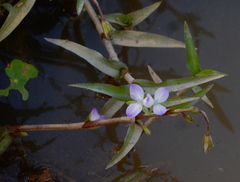 Murdannia keisak