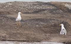 Larus fuscus barabensis