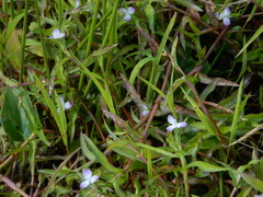 Murdannia keisak