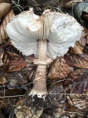 Chlorophyllum rhacodes