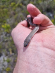 Lycodonomorphus inornatus