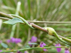 Cassytha pubescens