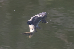 Oncorhynchus gorbuscha