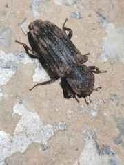 Dastarcus helophoroides