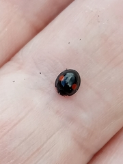 Chilocorus renipustulatus