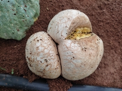 Lycoperdon utriforme