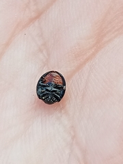 Chilocorus renipustulatus